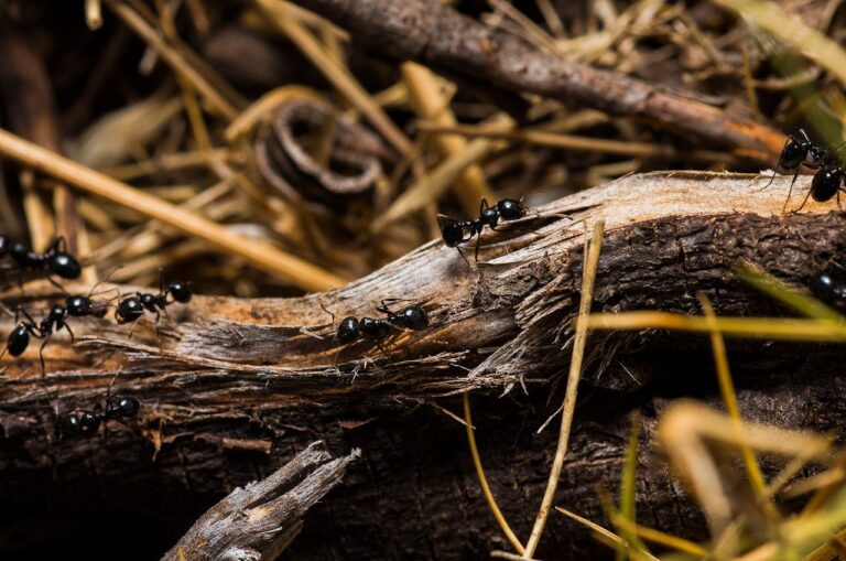 Close-up of black garden ants on a tree log showcasing their natural habitat.