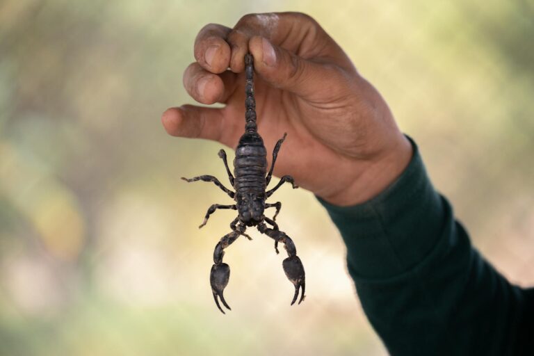 A scorpion held by a person's hand in an outdoor setting, showcasing wildlife interaction.