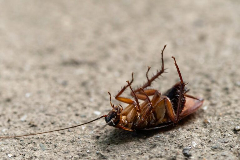 Close-up image of a dead cockroach on a textured surface, showcasing insect detail.