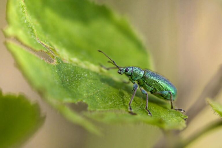 Macro shot of a vibrant green nettle weevil (Phyllobius pomaceus) on a leaf.